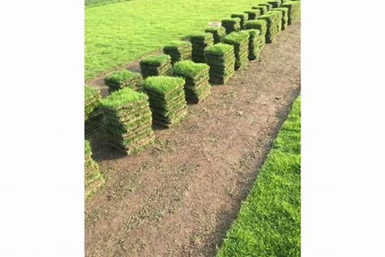 铺一平米的草坪多少钱