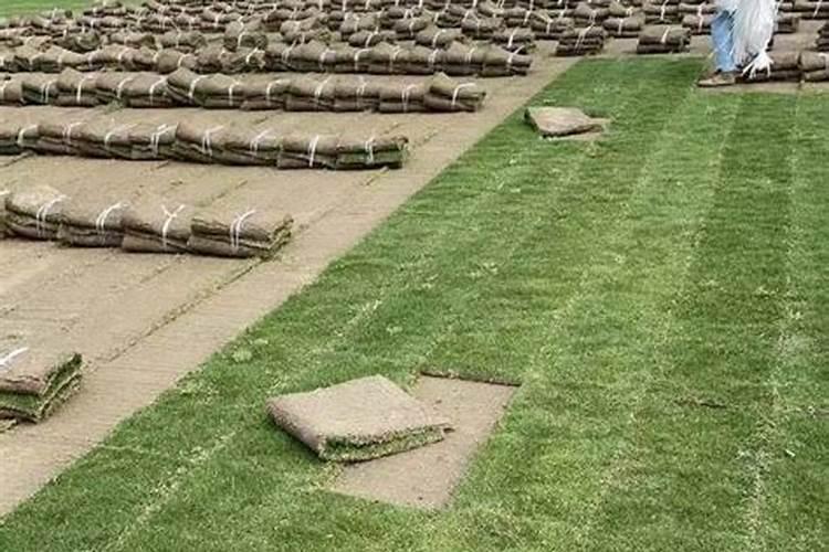 常用的草坪复合肥有哪些？