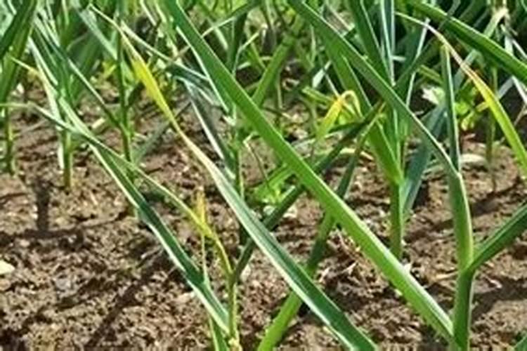 大蒜专用根茎块膨大素？大蒜上什么肥料产量高？