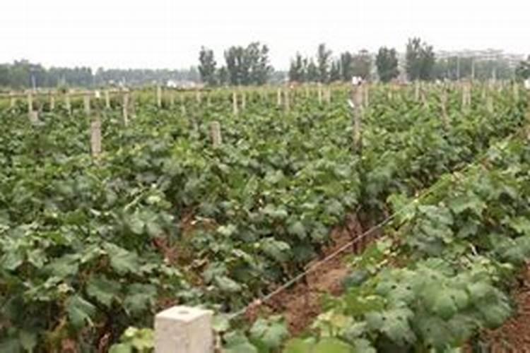 土豆施什么肥料好？土豆叶面喷什么好？土豆什么时候喷昆仑风叶面肥？