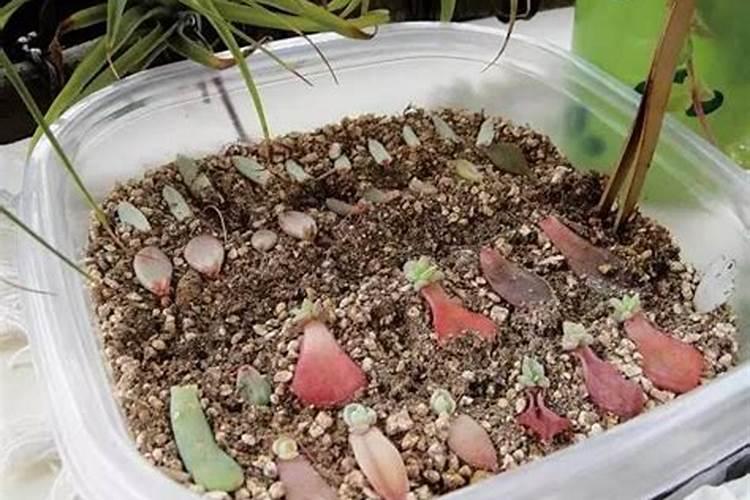 多肉要施什么肥合适