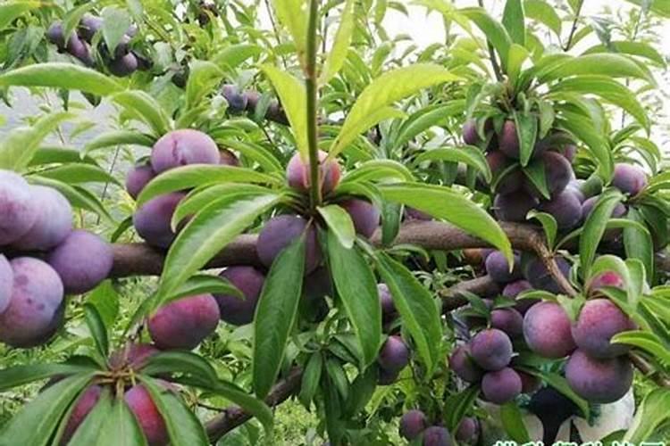 李子树秋季施什么肥？