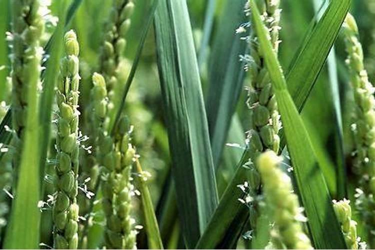 水稻拔节孕穗期施钾肥会不会贪青退熟