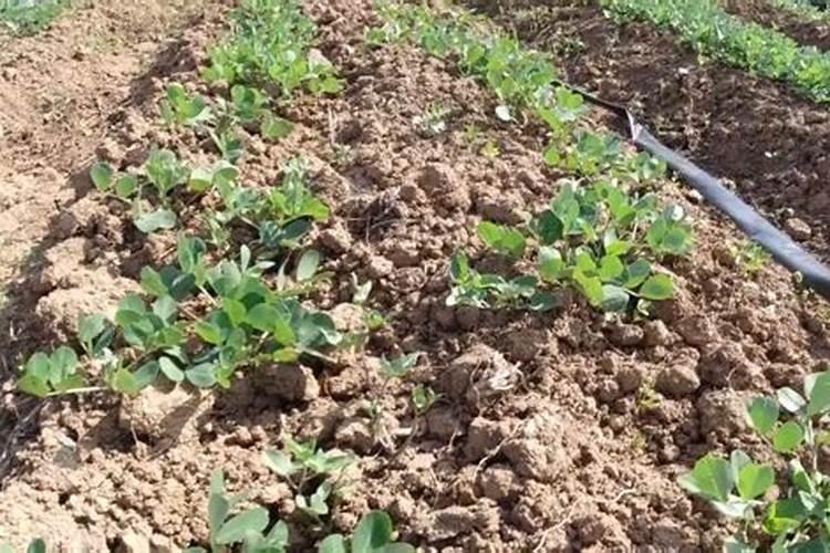 花生种下多久施肥最好