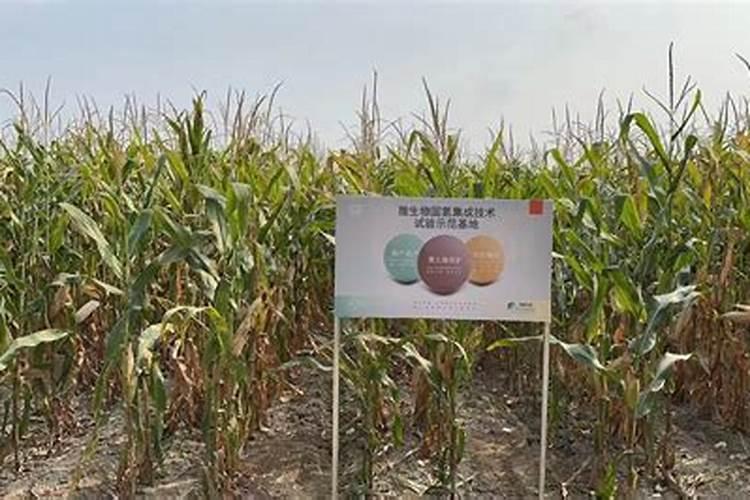 玉米大喇叭口期用液氮肥可以替代尿素吗