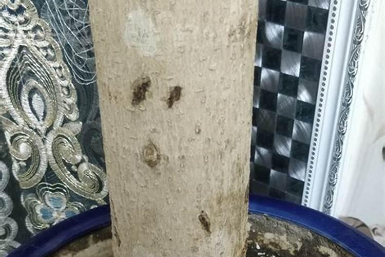 清香木下山桩多久生根发芽