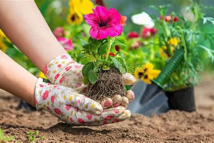 养花需要什么肥料