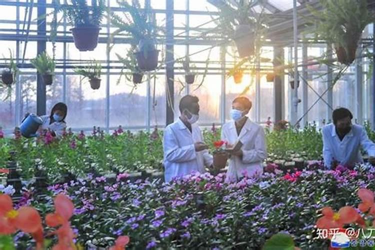 花卉生长需要哪些营养元素