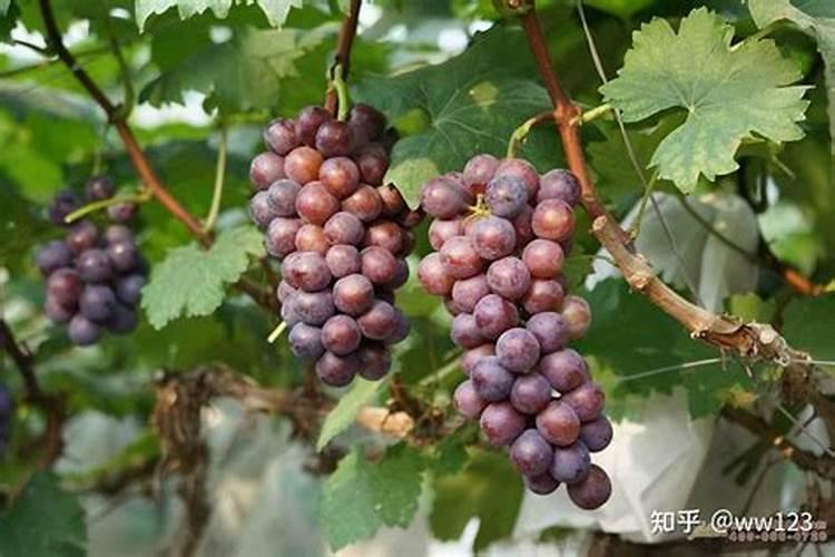 葡萄着色期因怎样施肥才能使葡萄着色更快品质更好。