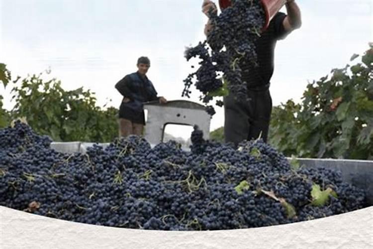 葡萄在什么时间喷富硒好？