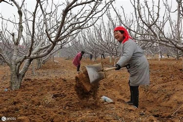 这些作物怎么使用鱼蛋白肥？千万别施错了!