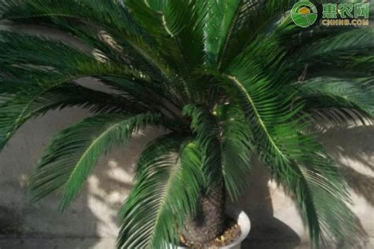 铁树什么时候施肥最好