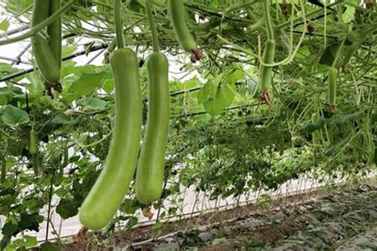 小葫芦怎么种植？