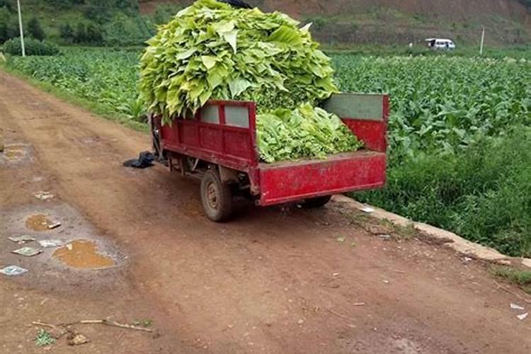 家里种的烤烟烟叶发青现在不见黄是怎么回事