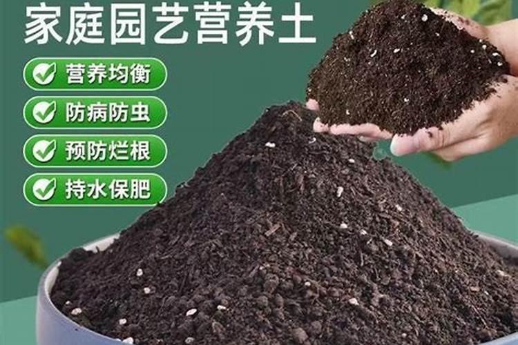 对西瓜嫁接前怎么配制营养土