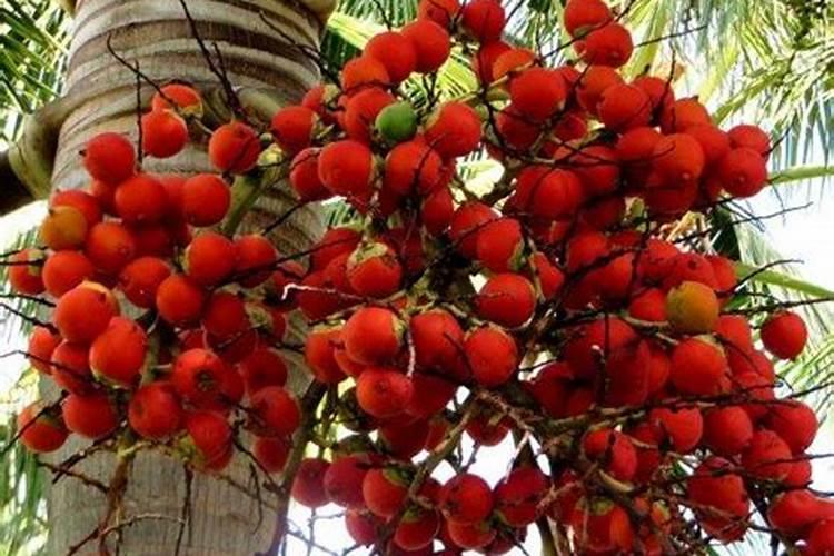 药用植物的施肥有哪些目的？