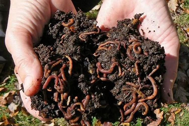 请问牛粪养殖蚯蚓最简单的方法是什么,？有什么弊端？