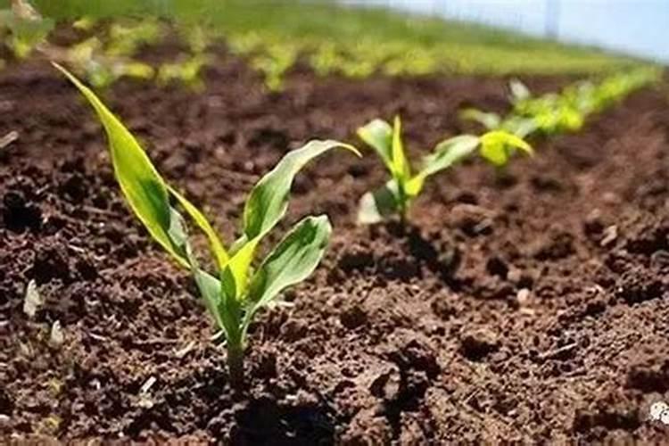 玉米水溶肥在玉米长棒子的时候可以打吗