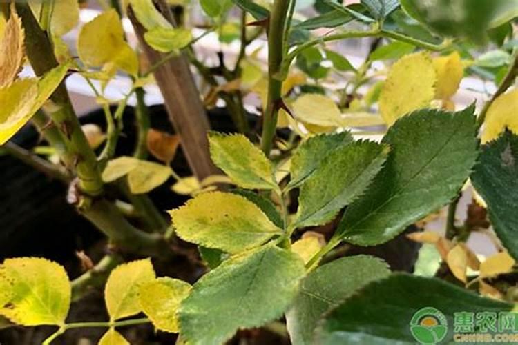 一亩水稻施多少肥