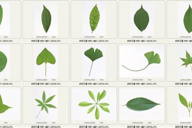 柚子树施肥方法和注意事项 教你柚子树施肥方法和注意事项