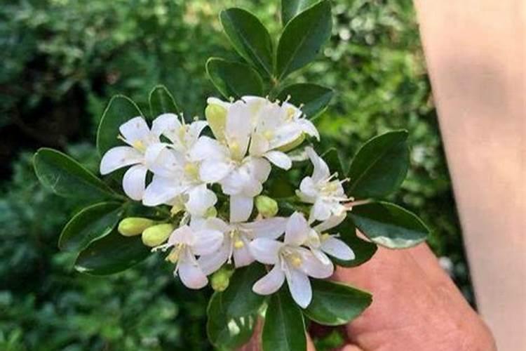 秋天九里香的养殖方法