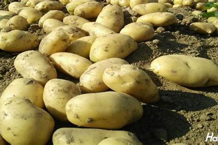 土豆施什么肥料好