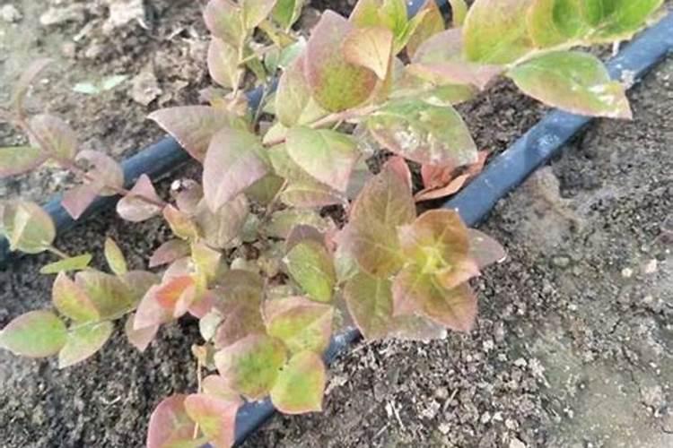 花盆中蓝莓施什么肥好