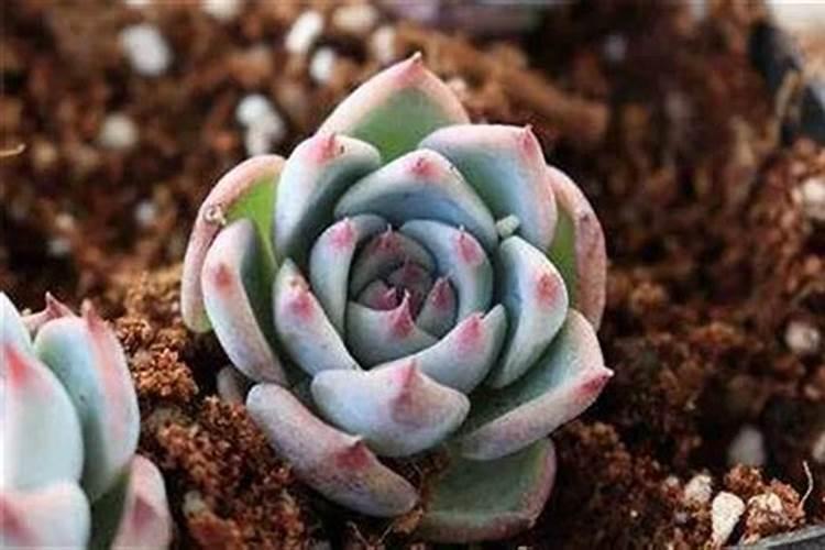 多肉养护技巧