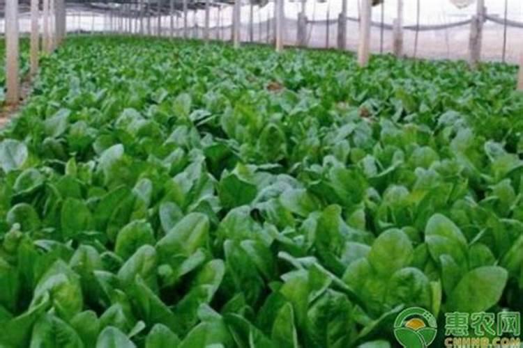 菠菜的需肥特性与施肥如何掌握？