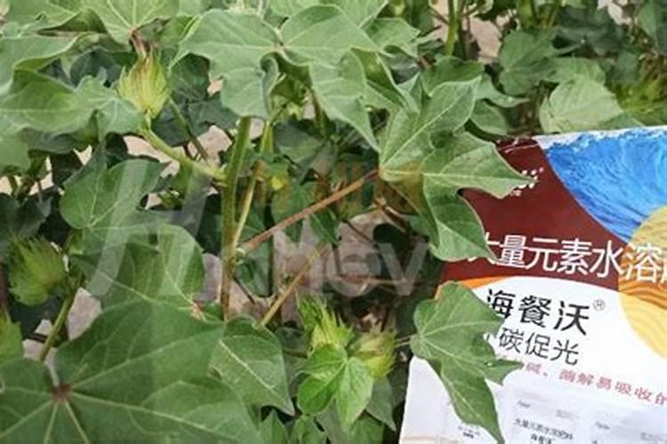 新疆棉田化肥使用量变化