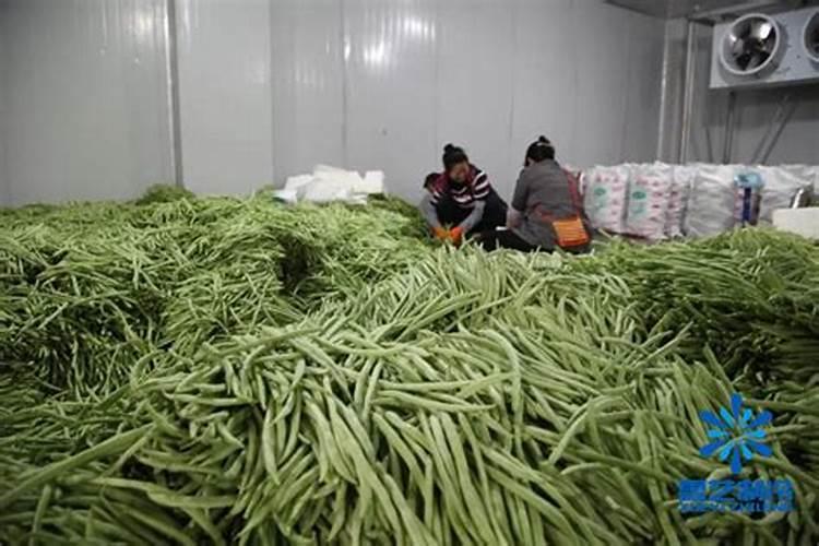 种豆角用什么肥料最好种豆角用磷酸二氢钾肥可以吗