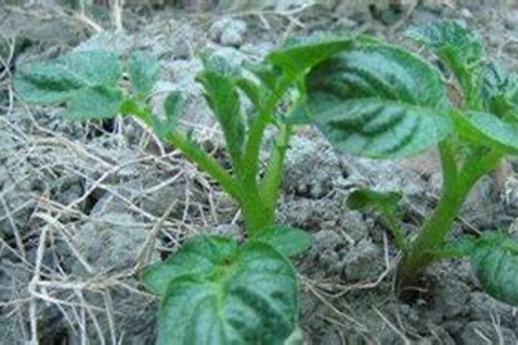 豆角喜欢什么肥料最好