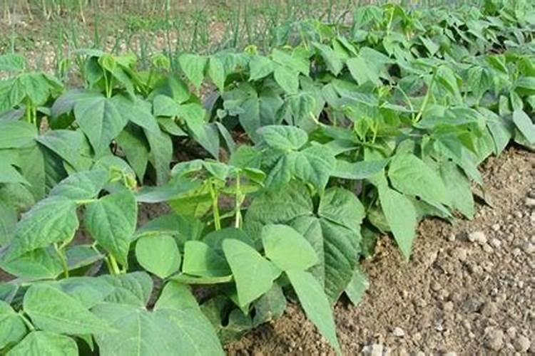 豇豆第二次翻花结豆用什么肥料最好？