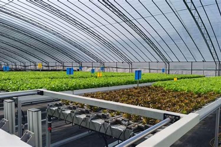 史丹利水溶肥黄袋好还是黑袋好