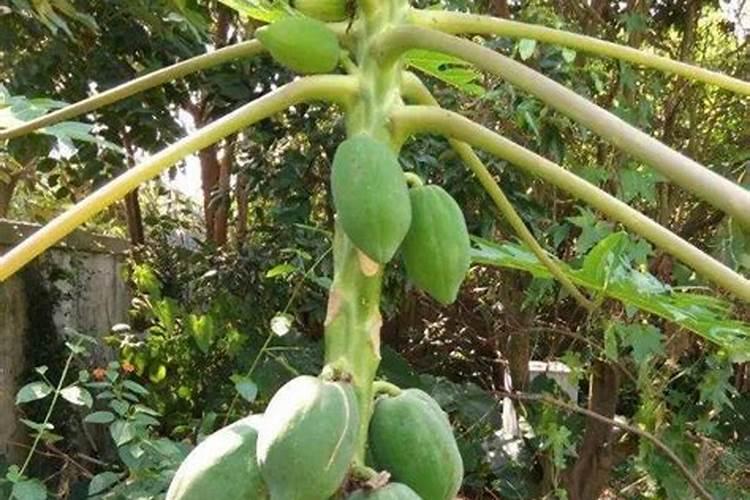 木瓜树施什么肥最好