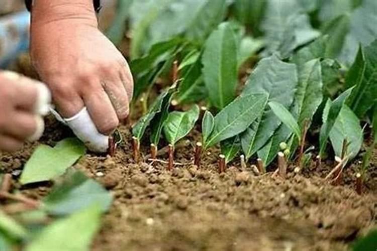 移栽的茶苗喷了生长调节剂后隔多久才能用叶面肥？