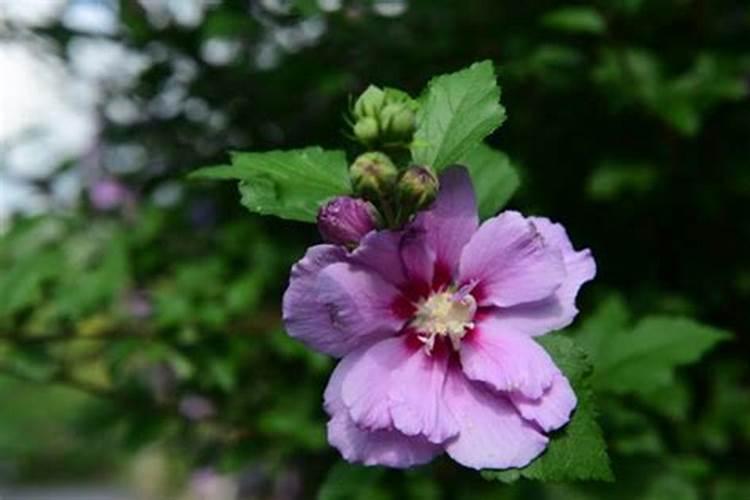 木槿掉花苞怎么处理 是哪些原因造成的