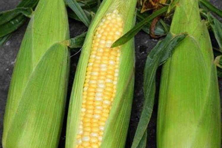 玉米大喇叭口期不缺氮素应注重喷施什么叶面肥