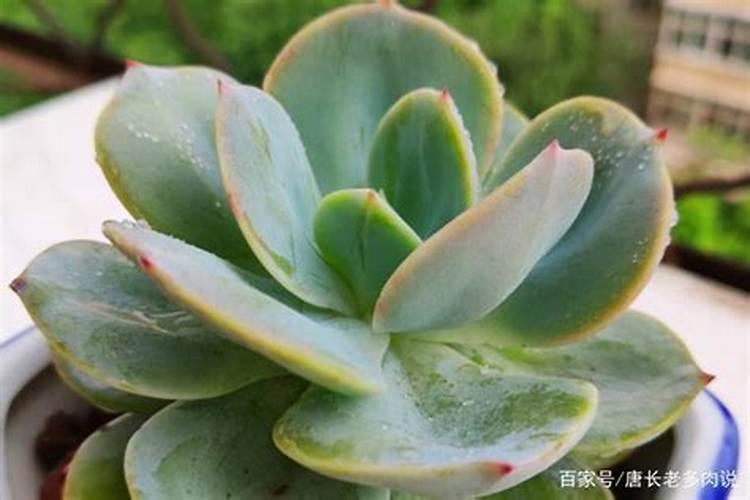 肉多要施什么肥料才能长大？