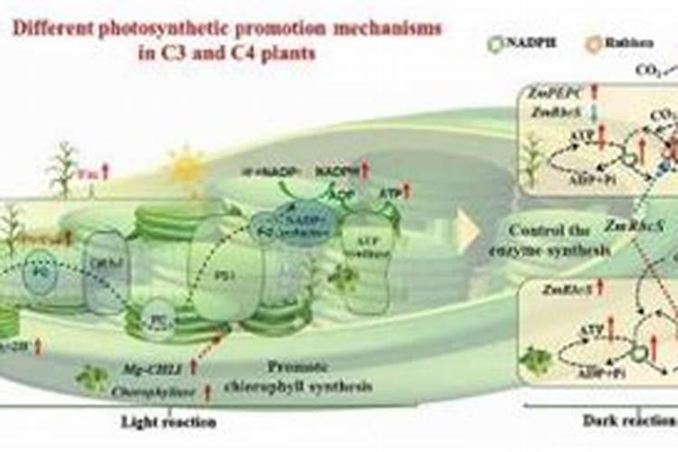 广东种植樱桃番茄方法
