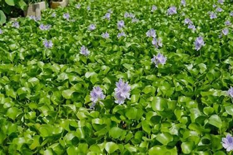 水葫芦怎么养才能更旺盛