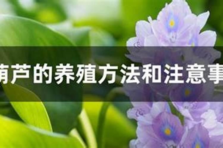 水葫芦怎么养才能更旺盛