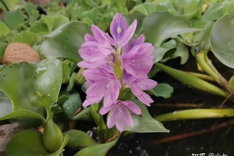 家养水葫芦怎么养