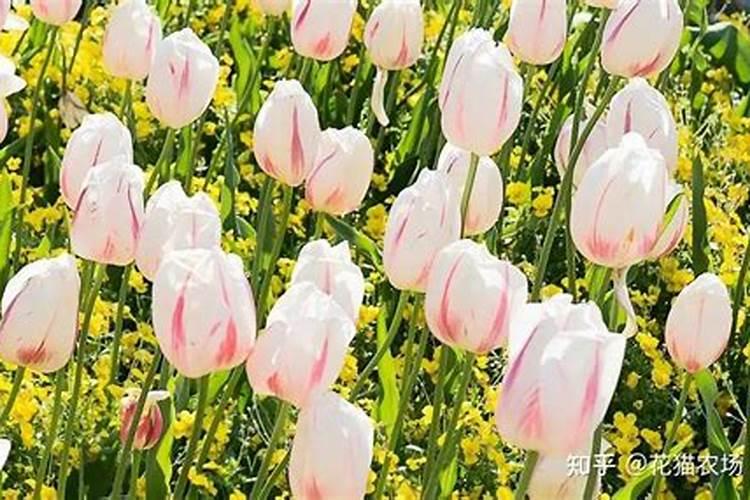 郁金香发芽后怎么施肥