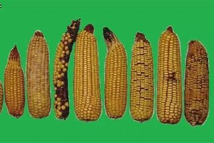 樱桃番茄种植方法