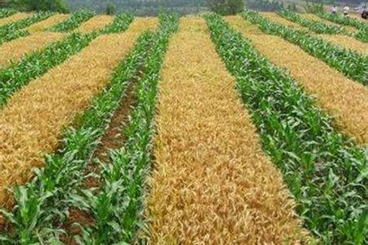 谷子的养殖方法