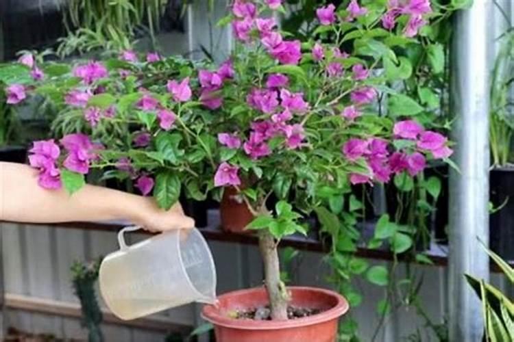 三角梅夏天能施肥吗？适合用哪种肥料以及多久施一次？