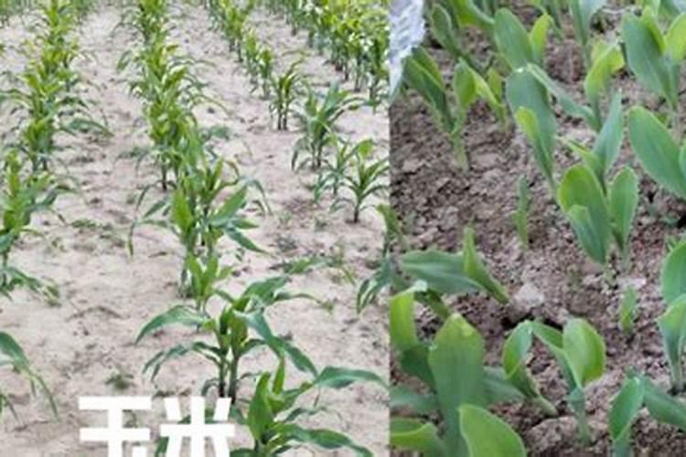 玉米什么时候使用叶面肥？玉米叶面肥喷施浓度