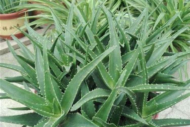 芦荟植物怎么养肥料(芦荟植物怎么养肥料？揭秘芦荟养护与施肥技巧...