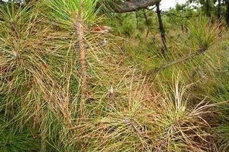 白皮松针叶发黄怎么办？白皮松针叶发黄原因及解决方法